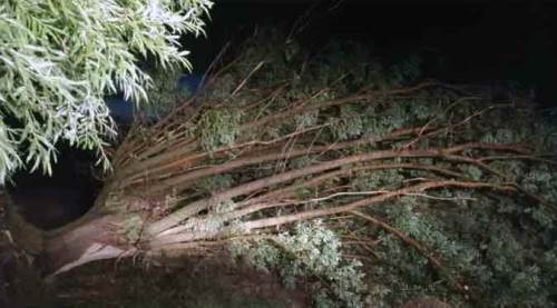 Eskişehir'de rüzgardan devrilen ağaçlar yol kapattı