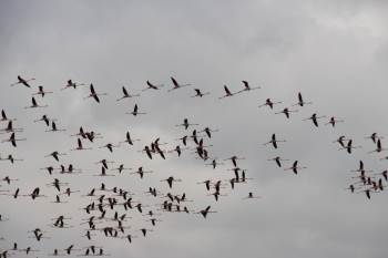 Flamingoların Göç Yolundaki Molaları Dron İle Görüntülendi
