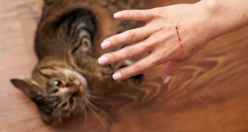 Görünmeyen tehlike: Kedi tırmığı hastalığı sessizce yayılıyor!