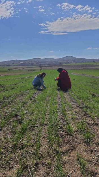 İscehisar’Da Arpa Ve Buğday Verimliliği İncelendi
