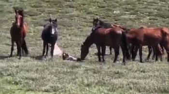 Yılkı Atının Doğum Anı Saniye Saniye Görüntülendi
