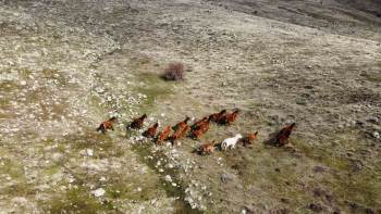 (Özel) Güneşi Gören Yılkı Atları İndikleri Yaylalarda Havadan Görüntülendi
