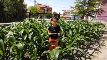 (Özel) İlkokul Öğrencileri Yerli Tohumla 16 Çeşit Sebze Üretiyor
