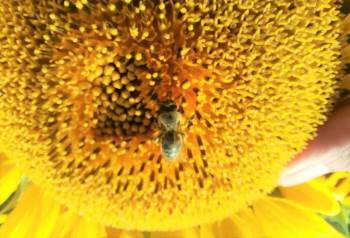 (Özel) Özel Yetiştirilen Arılar Görev Başında
