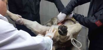 3 Haftadır Yaralı Gezen Köpek Ameliyatla Kurtuldu
