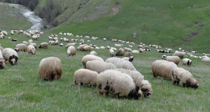 300 koyun için başvurular başlıyor