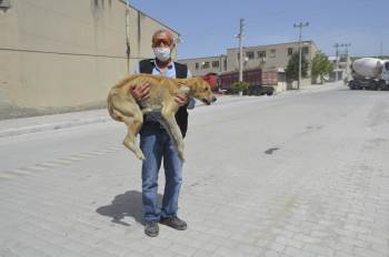 Açlıktan Ölmek Üzere Olan Hasta Köpek Barınağa Teslim Edildi
