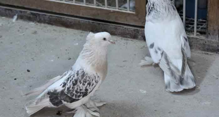 Afyon'da akıl almaz "güvercin" cinayeti!