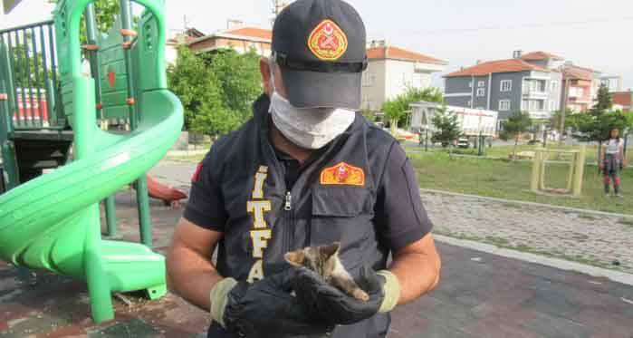 Afyon'da yavru kedi kurtarma operasyonu