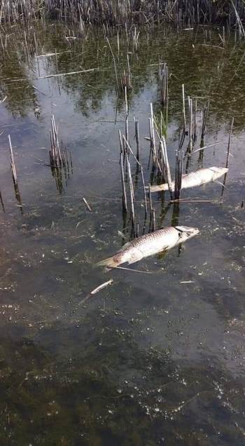 Afyonkarahisar Eber Gölü’Nde Yaşanan Balık Ölümleri
