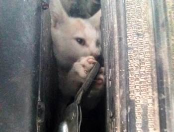 Aracın Motorunda Sıkışan Kediyi İtfaiye Kurtardı
