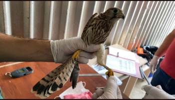 Bakım Ve Tedavileri Yapılan 14 Kuş Halkalanarak Doğaya Salındı
