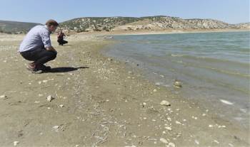 Barajda Sular Çekildi, Binlerce Balık Sıcaktan Öldü
