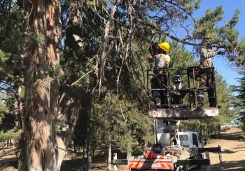Bilecik’Te Anıt Ağaçlara Bakım Ve Rehabilitasyon Çalışması Yapıldı
