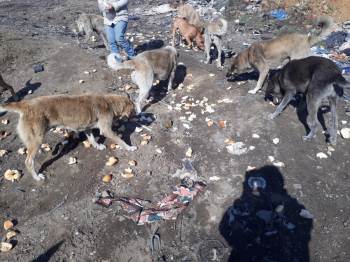 Çöpten Topladıkları Bayat Ekmekleri Sahipsiz Köpeklere Aş Ediyorlar
