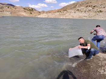 Dinar’Da Göl Ve Barajlara 100 Bin Balık Salındı

