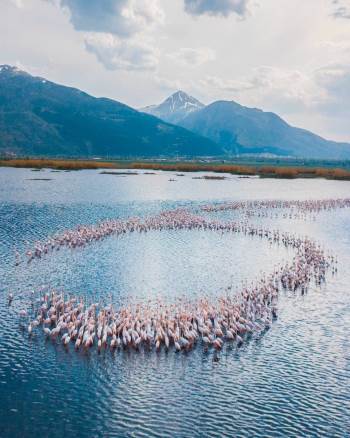 Eber Gölü’Nde Süzülen Flamingolar Güzellikleriyle Mest Etti

