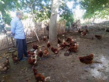 Emekli İşçi Kurduğu Tavuk Çiftliğinde Organik Yumurta Üretiyor
