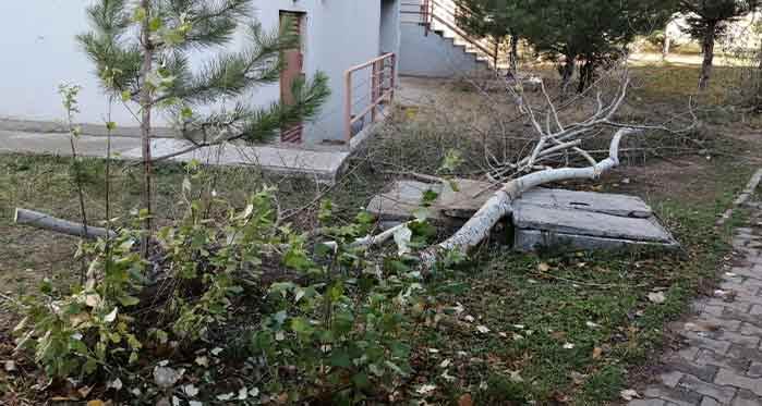 Eskişehir'de ağaç katliamı: 8 ağaç birden...