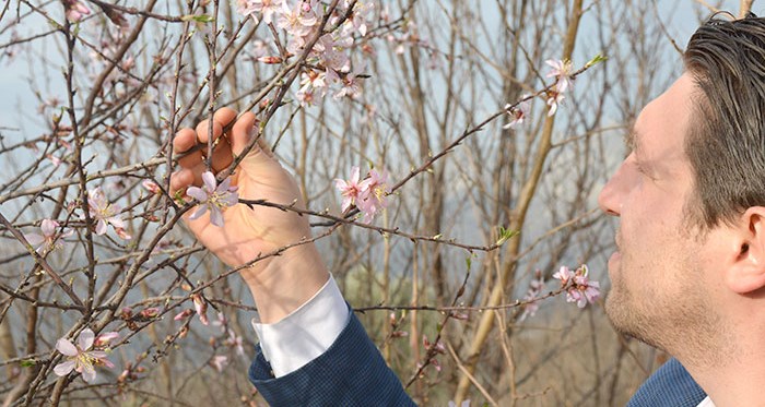 Eskişehir'de badem ağaçları çiçek açtı