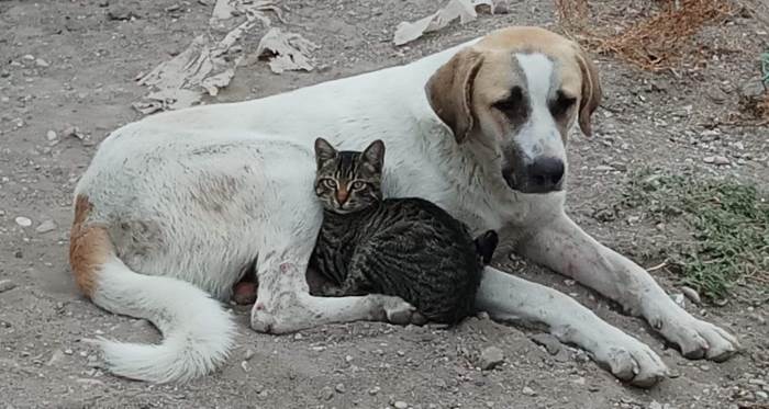 Eskişehir'de imrendiren dostluk görüntüsü