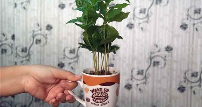 Eskişehir'de kahve severlerin favorisi bu bitki!