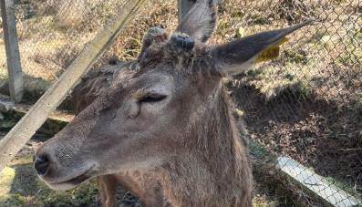 Eskişehir'de kızıl geyikler boynuzlarını attı