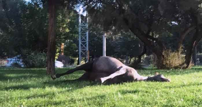 Eskişehir'de korkunç görüntü: Leşini parkta bıraktı...