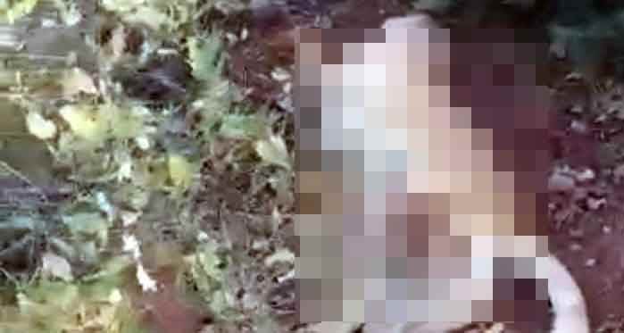 Eskişehir'de korkunç görüntü: Öldürüp, çalıların arasına attılar
