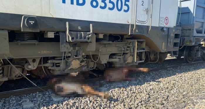 Eskişehir'de tren kazası: Sürünün arasına daldı!