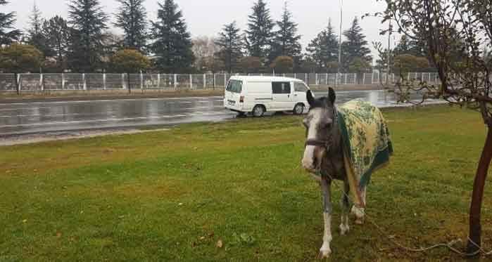 Eskişehir'de vatandaşın dikkati atı ölümden kurtardı!