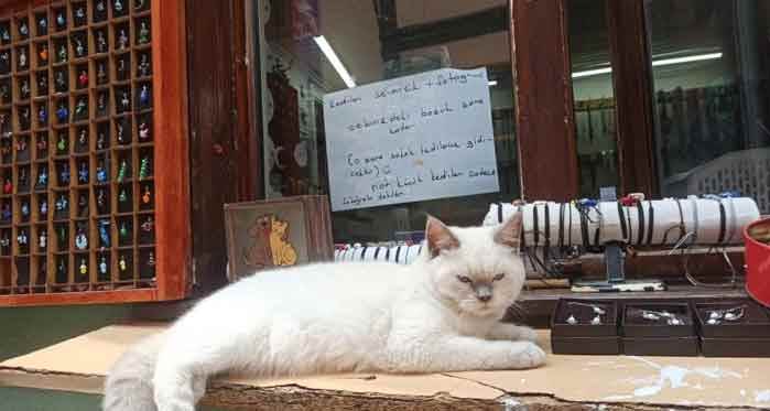 Eskişehir'deki bu kediler para ile seviliyor!