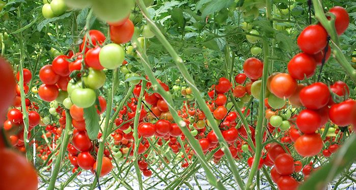 Eskişehir'den her gün 50 tır domates gidiyor