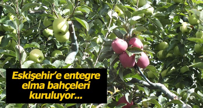 Eskişehir'e entegre elma bahçeleri kuruluyor