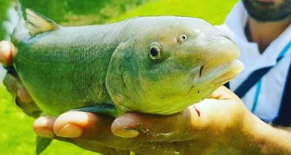 Eskişehir'e sürpriz! 50 yıldır görülmeyen balık yeniden Porsuk'ta