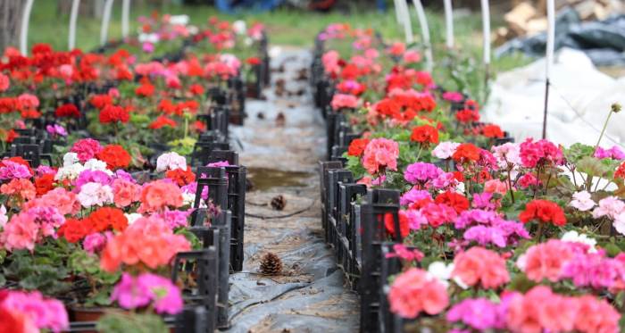 ESTÜ'de yetiştirilen 20 bin çiçek kampüsü süslemeye başladı