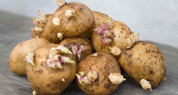 Filizlenmiş patates yenir mi? Filizlenmiş patates ne yapılır?