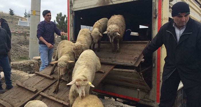 Genç çiftçilere bedelsiz koyun dağıtıldı