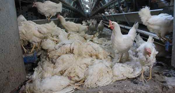 Haciz katliamı: 40 bin tavuk telef oldu