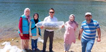 Hisarcık’Ta 260 Bin Yavru Sazan 3 Gölette Suyla Buluştu
