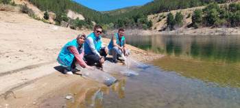 Hisarcık’Ta Baraj Ve Göletlere 40 Bin Yavru Sazan Balığı Bırakıldı
