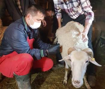 Hisarcık’Ta Çiçek Hastalığına Karşı 3 Bin Küçükbaş Hayvan Aşılandı
