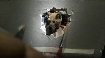 İki Apartman Arasındaki Boşlukta Mahsur Kalan Kedi Duvar Delinerek Kurtarıldı
