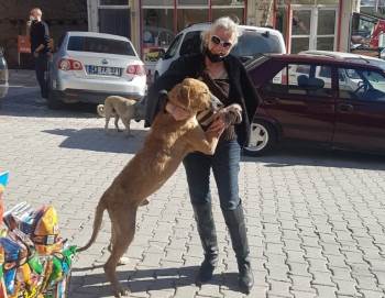 İstanbul’Da Tedavi Götürülen Hasta Sokak Köpeği Emet’E Geri Getirildi
