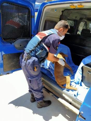 Jandarmanın Dikkati Ölmek Üzere Olan Köpeğin Hayatını Kurtardı

