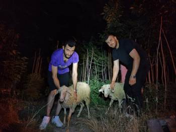 Kaçan 2 Kurbanlık Koyunu 5 Kişilik Ekip Kayalıklardan Kurtardı
