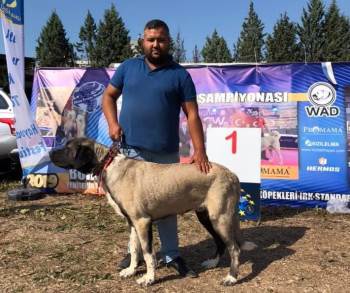 Kangal Malaklı Boz Irkı Köpeği Türkiye İkincisi Oldu
