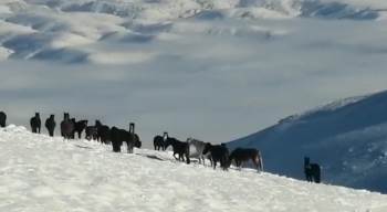Karla Mücadele Ekiplerine Yılkı Atı Sürprizi
