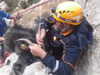 Kayalıklarda Mahsur Kalan Keçiyi Afad Ekipleri Kurtardı

