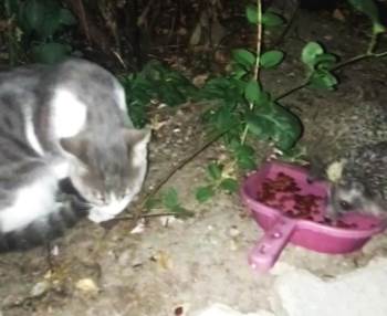 Kediye Bırakılan Mamaları Kirpilerin Yediği Anlar Görüntülendi
